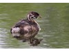 Photo of Podilymbus podiceps